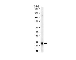 RhoE/Rnd3 Mouse anti-Human, Clone: 4, MilliporeSigma 100 &mu;L; Unconjugated:Antibodies,